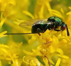 Torymidae