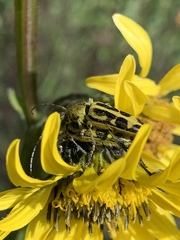 Ochraethes cinereolus