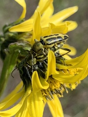 Ochraethes cinereolus