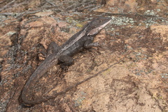 Amphibolurus burnsi