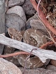 Crotalus molossus nigrescens