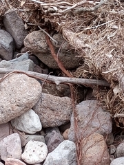 Crotalus molossus nigrescens