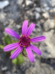 Senecio cymbalarifolius