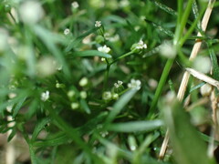 Cyclospermum leptophyllum