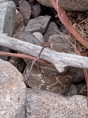 Crotalus molossus nigrescens