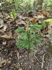Dendrolycopodium