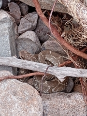 Crotalus molossus nigrescens
