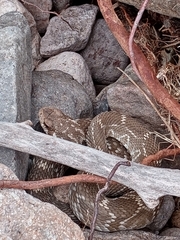 Crotalus molossus nigrescens