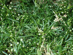 Cyclospermum leptophyllum