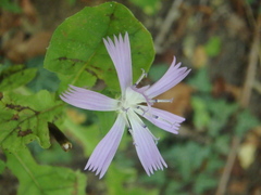 Cicerbita prenanthoides