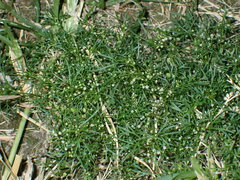 Cyclospermum leptophyllum