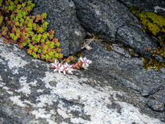 Sedum anglicum