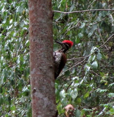 Chrysocolaptes guttacristatus