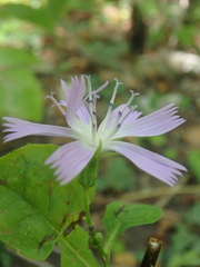 Cicerbita prenanthoides