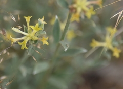 Pimelea curviflora