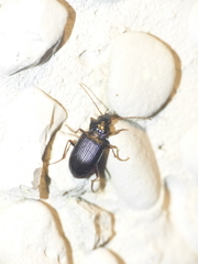 Nebria brevicollis