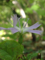 Cicerbita prenanthoides