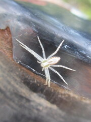 Philodromus auricomus
