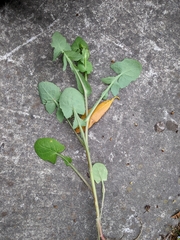 Miyagia pseudosphaeria