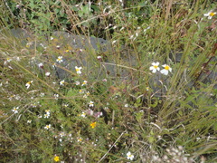 Bidens odorata