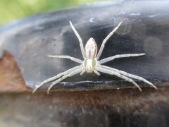 Philodromus auricomus
