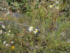 Bidens odorata