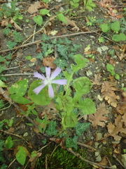 Cicerbita prenanthoides