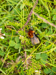 Bombus muscorum