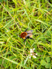 Bombus muscorum