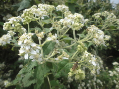 Montanoa tomentosa