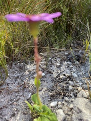 Senecio cymbalarifolius