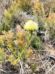 Leucospermum lineare