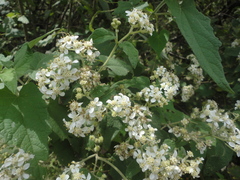 Montanoa tomentosa