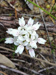 Stylidium crossocephalum