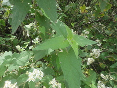Montanoa tomentosa