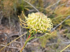 Leucospermum lineare