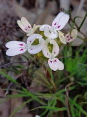 Stylidium crossocephalum