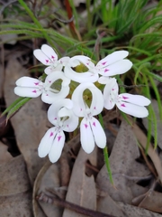 Stylidium crossocephalum