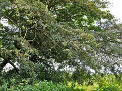 Ficus natalensis