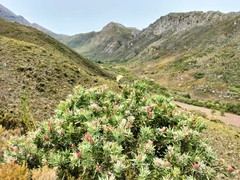 Protea laurifolia