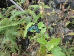 Cyananthrax cyanopterus