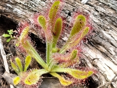 Drosera hilaris