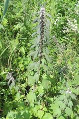 Leonurus quinquelobatus