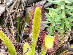 Drosera hilaris