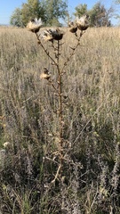 Cirsium serrulatum