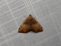 Chrysolarentia mecynata