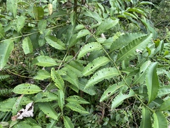 Ardisia virens