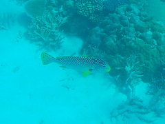 Plectorhinchus lineatus