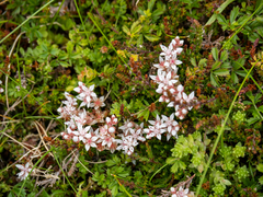 Sedum anglicum