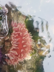 Urticina clandestina